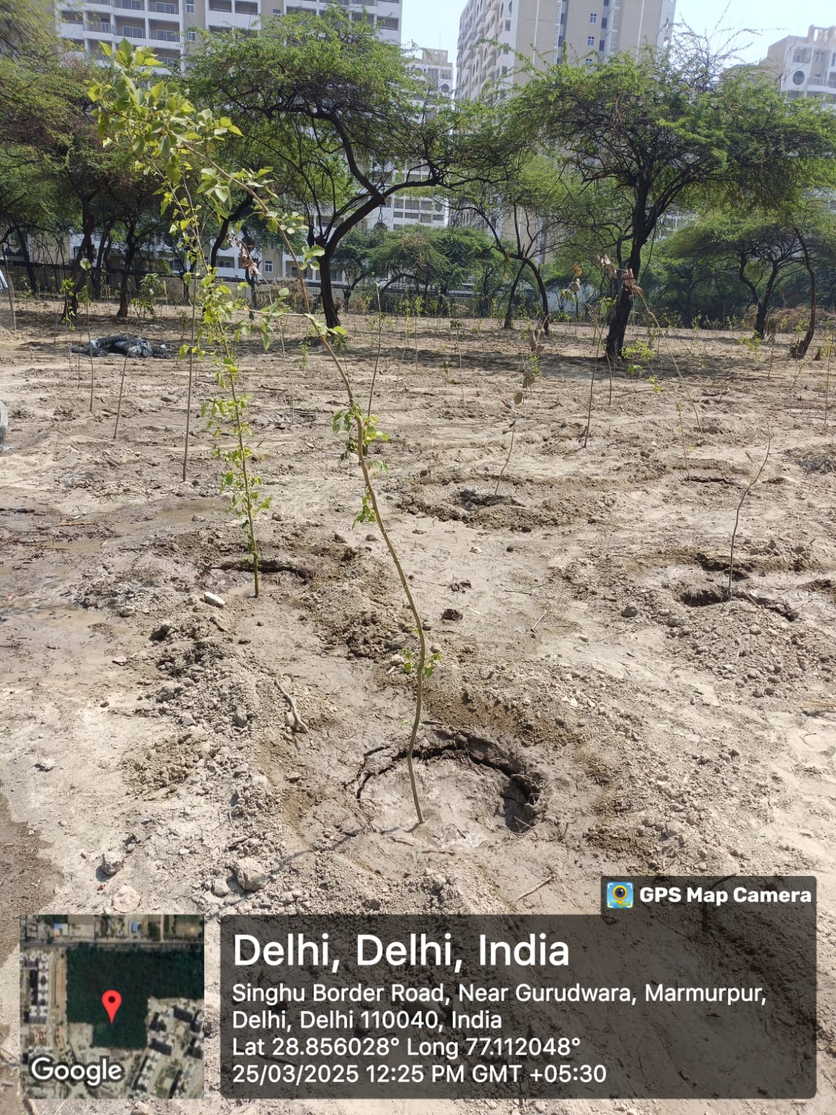 Assisted Natural Regeneration Artificial Regeneration